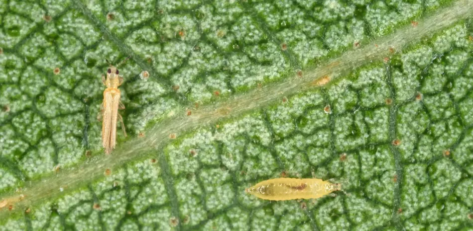 Agricultores lamentan daño de 70% en plantaciones de habichuelas