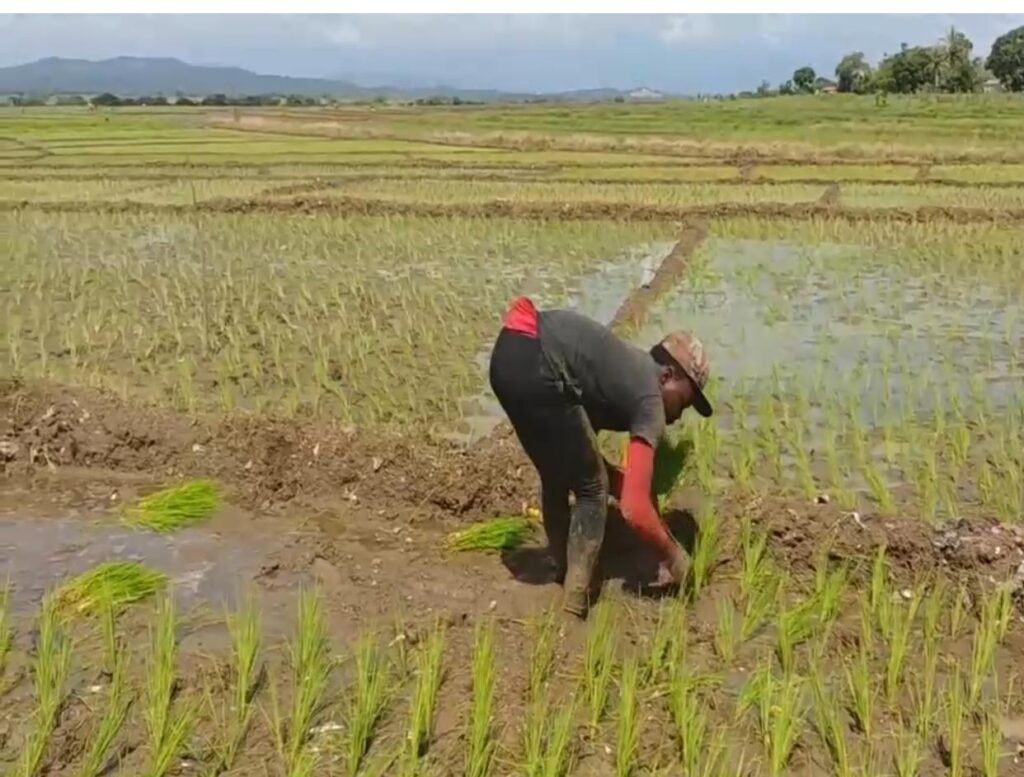 Agricultores al borde de la quiebra por deuda del Gobierno con por más de 800 millones de pesos