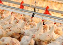 Ganaderos garantizan cerdos y pollos en Navidad