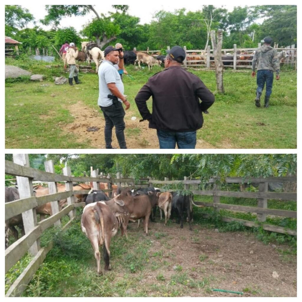 Policía Nacional apresa presunto cuatrero con 11 reses robadas