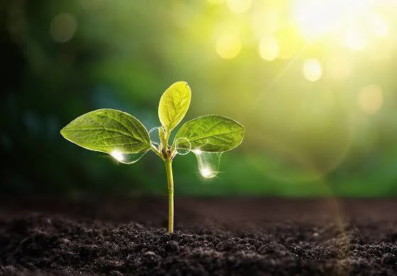 Hospital Robert Reid Cabral entrega plantas maderables en apoyo a la reforestación